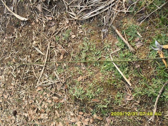 ��׳ֱͦ��֦��