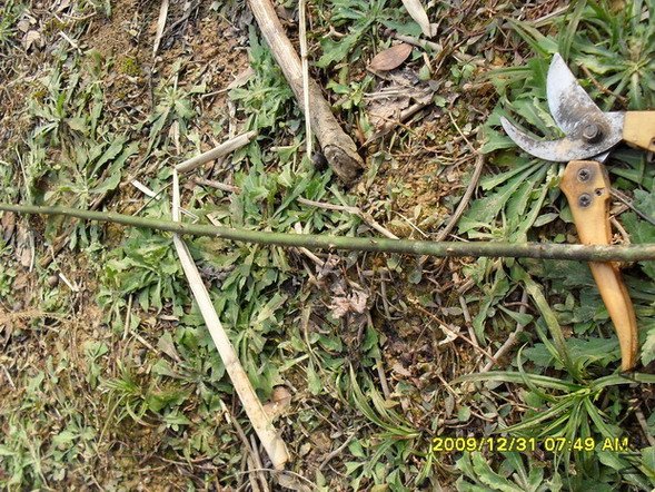 ��׳ֱͦ��֦��