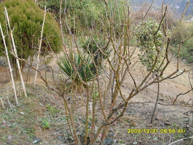 ������ǿ�г�����