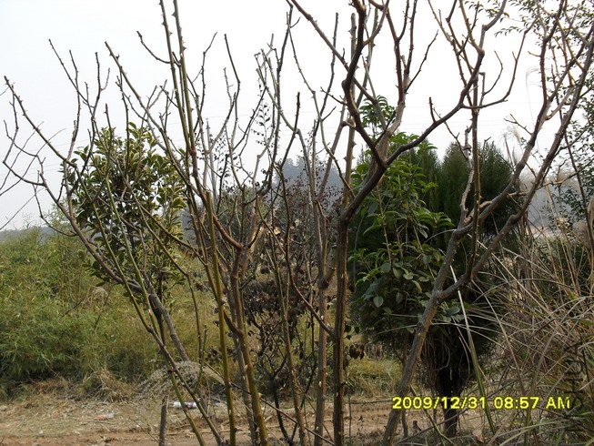 ������ǿ�г�����