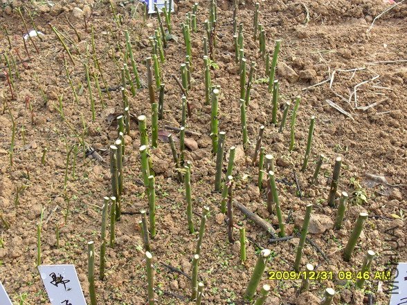 ����ľǤ���ҰǾޱ