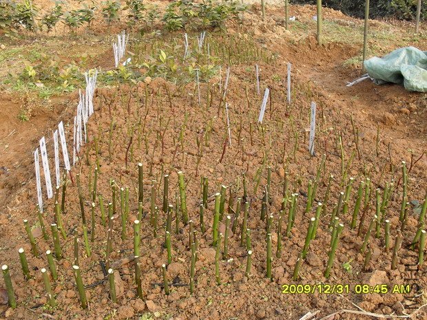 Ʒ��Ǥ���м�ʮ��Ʒ��