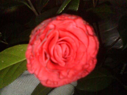img005.jpg