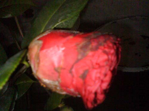 img004.jpg