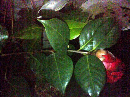 img006.jpg