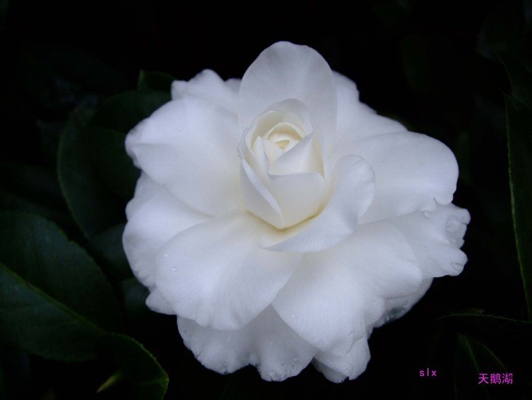 ���� 10-1-2fu(1).jpg