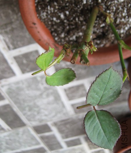 IMG_3586.jpg