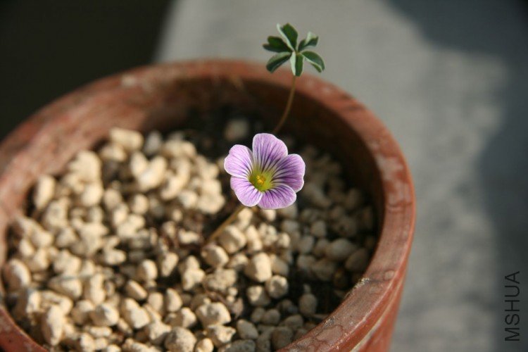 IMG_6402 - ����.JPG