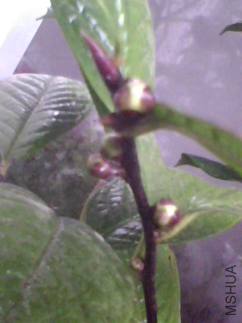 IMG0043A.jpg