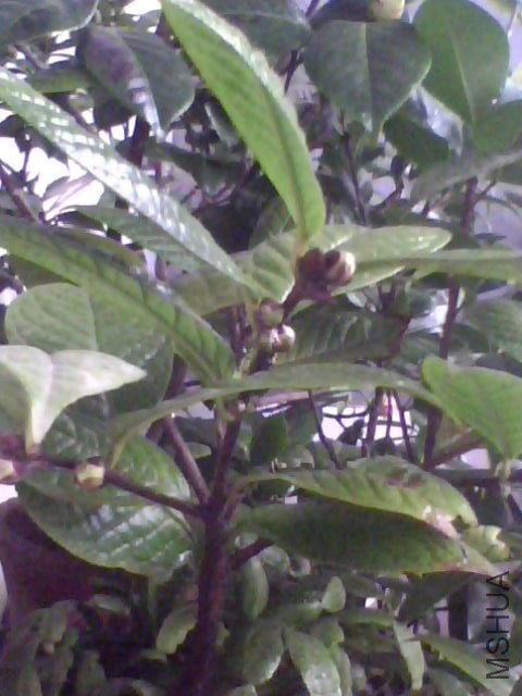 IMG0042A.jpg