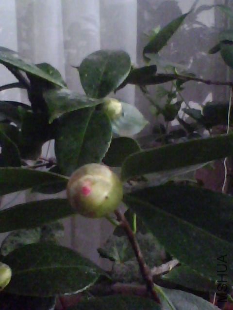 IMG0036A.jpg