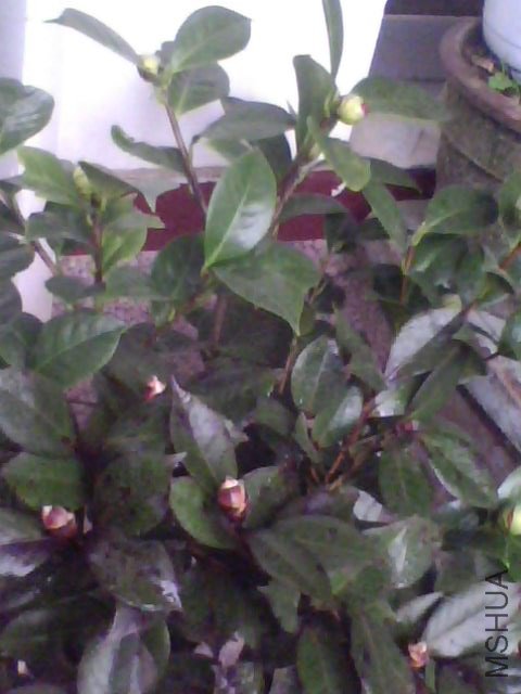 IMG0040A.jpg