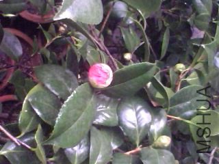 IMG0029A.jpg