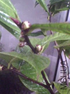 IMG0030A.jpg