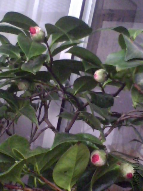 IMG0038A.jpg