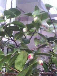 IMG0026A.jpg
