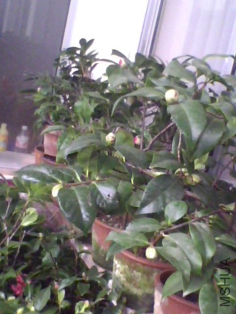 IMG0046A.jpg