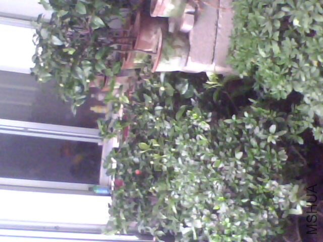 IMG0045A.jpg
