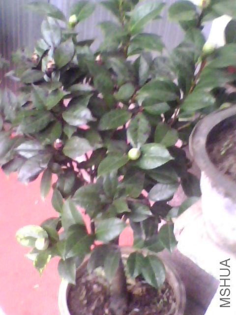 IMG0049A.jpg