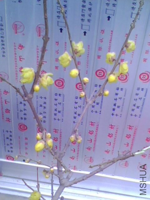 IMG0048A.jpg
