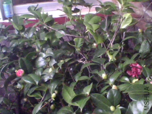IMG0047A.jpg