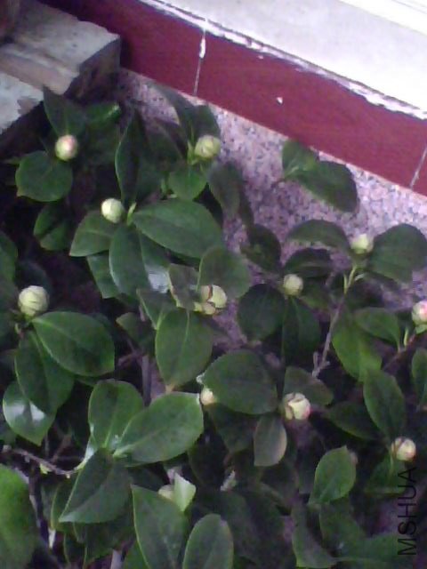 IMG0044A.jpg