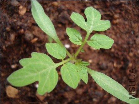 ʥŮ�����糤�ú���