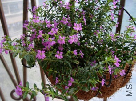 ӡ��������