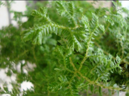 ���̵�����