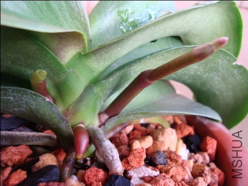 ������ ˫��̥��ǹ