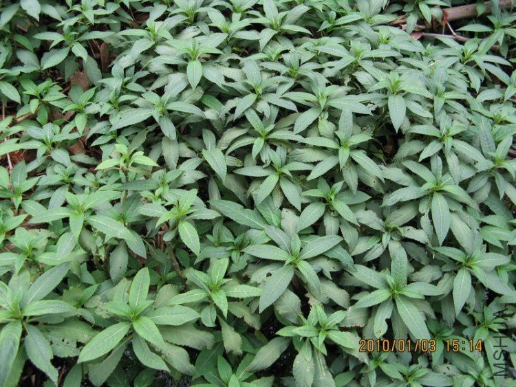 ���ɻ���,Ұ������.