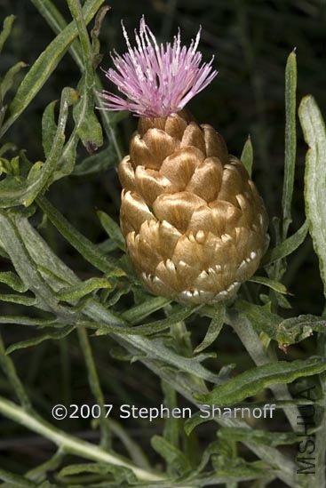Leuzea conifera.jpg
