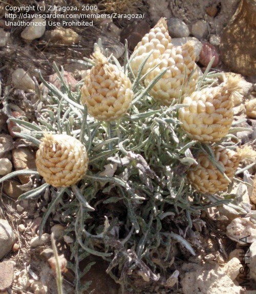 Leuzea conifera3.jpg