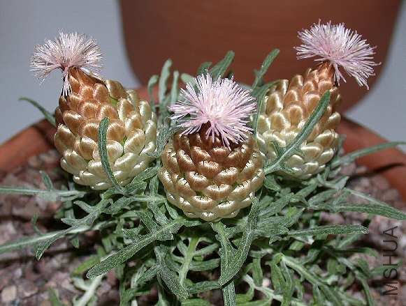 Leuzea conifera2.jpg