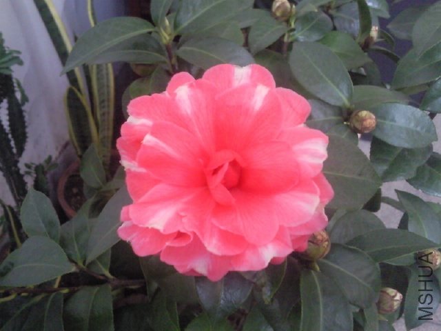 ��Ƭ0349.jpg