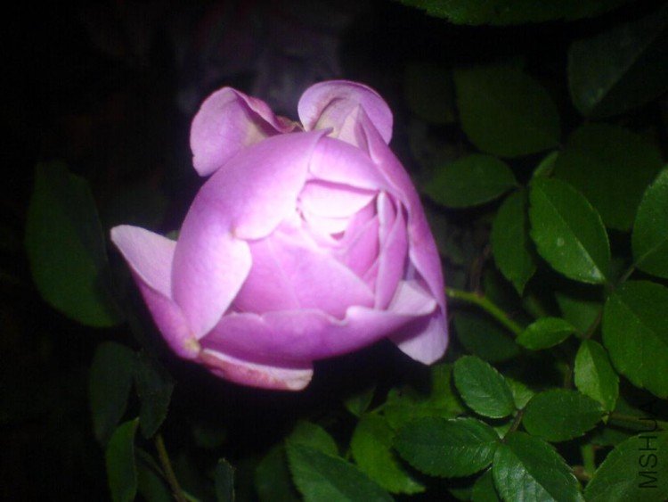 DSC00028.JPG