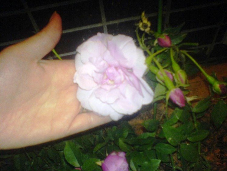 DSC00027.JPG