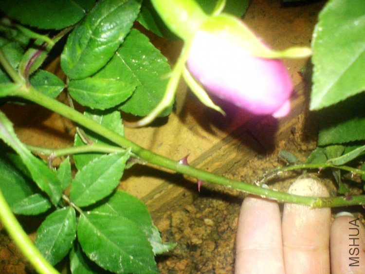 DSC00031.JPG