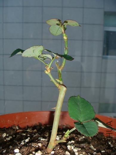 DSC03787.JPG