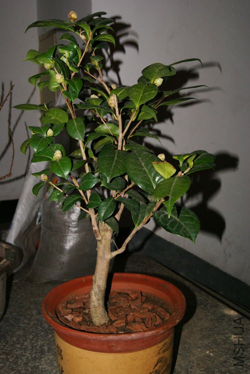 DSC01124.JPG