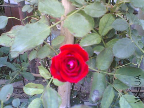 Image(877).jpg