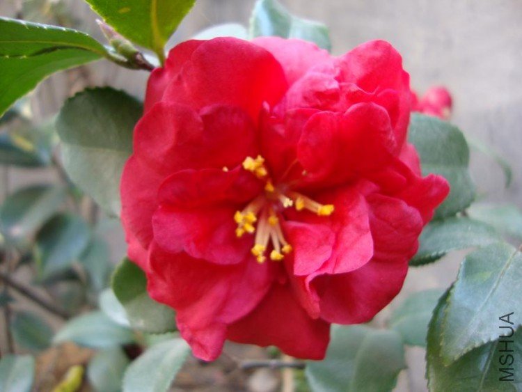DSC00073.JPG
