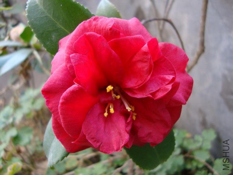 DSC00072.JPG