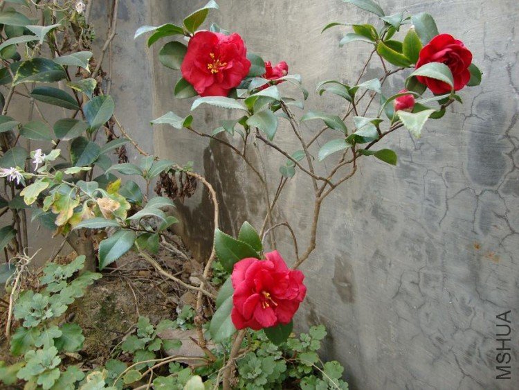 DSC00071.JPG