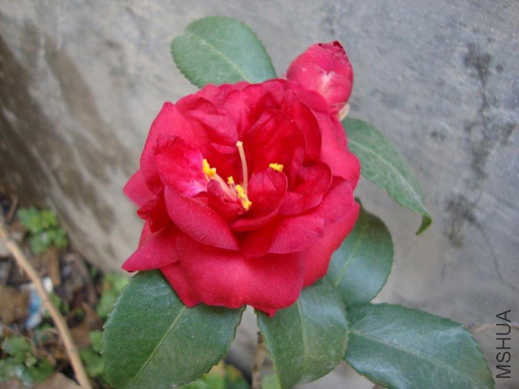 DSC00075.JPG
