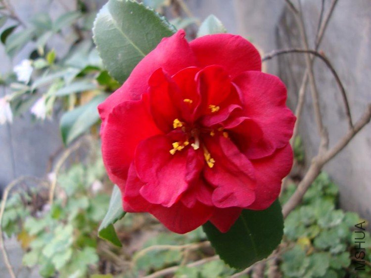 DSC00026.JPG