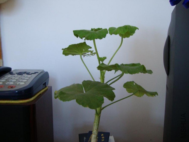 DSC00081.JPG