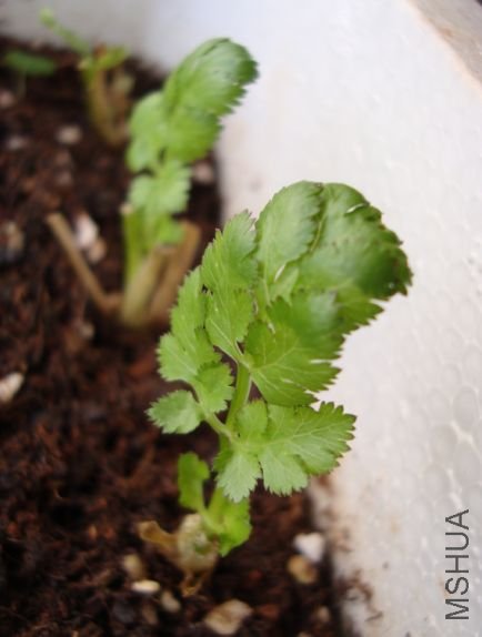 �����ֵ����ͷ