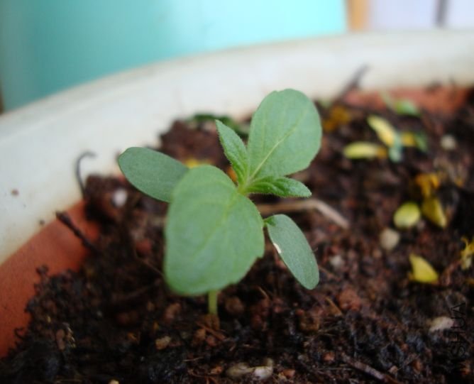 ��˵�еĲ�ݮ���ҼҺ�����������һ��