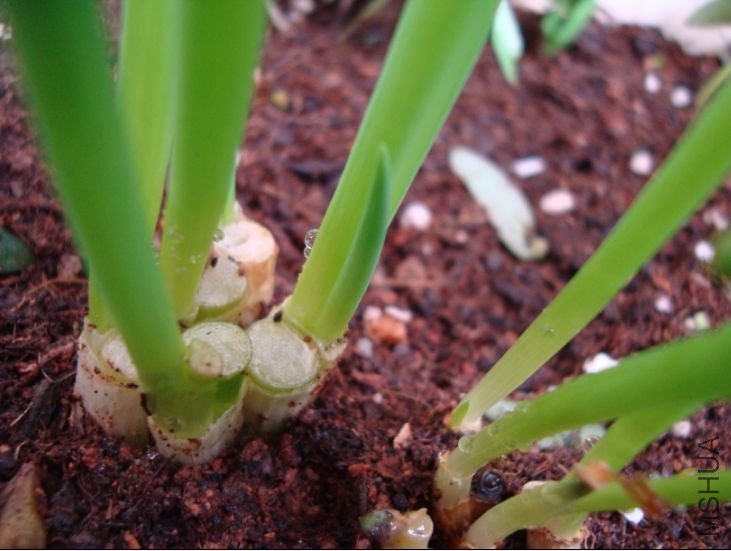 �������ֲ�Ĵ�